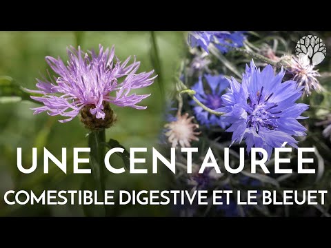 Vidéo: Centaurée