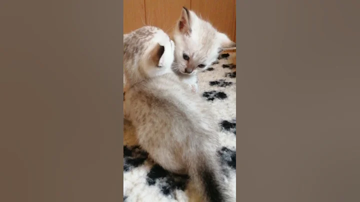 Video 1033301: savannah snow kitten, savannah kittens playing, kitten funny savannah, sweet savannah, little savannah, kitty