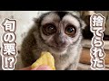 お店で沢山の栗が捨てられるので、もらってきて動物園のお猿さん達に与えたら大喜びで食べてくれました♫