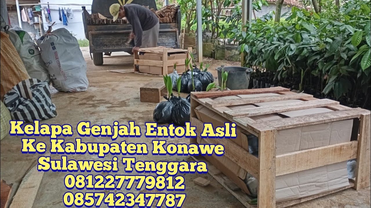 Bibit Kelapa Genjah Entok Asli Kebumen Ke Kabupaten Konawe Sulawesi Tenggara, @AFFANBIBITPURWOREJO 
