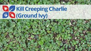 How to Control Creeping Charlie (Ground Ivy) in Your Lawn