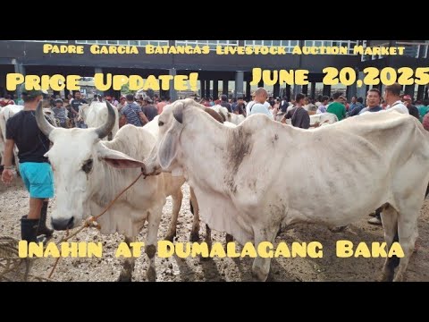 Price Update ng mga inahin at Dumalagang Baka, June 20,2025 # ...