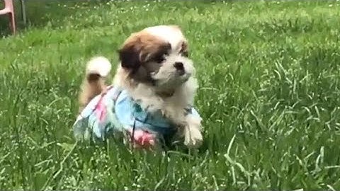 Small dog recovering after ingesting fentanyl