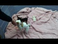 Last of the two-legged Chihuahuas is adopted