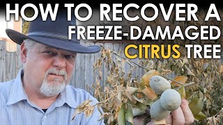 How to Recover a Freeze Damaged Citrus Tree || Black Gumbo