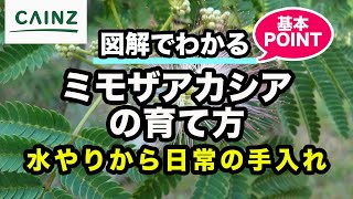 ミモザアカシアの育て方 カインズ花図鑑 Youtube