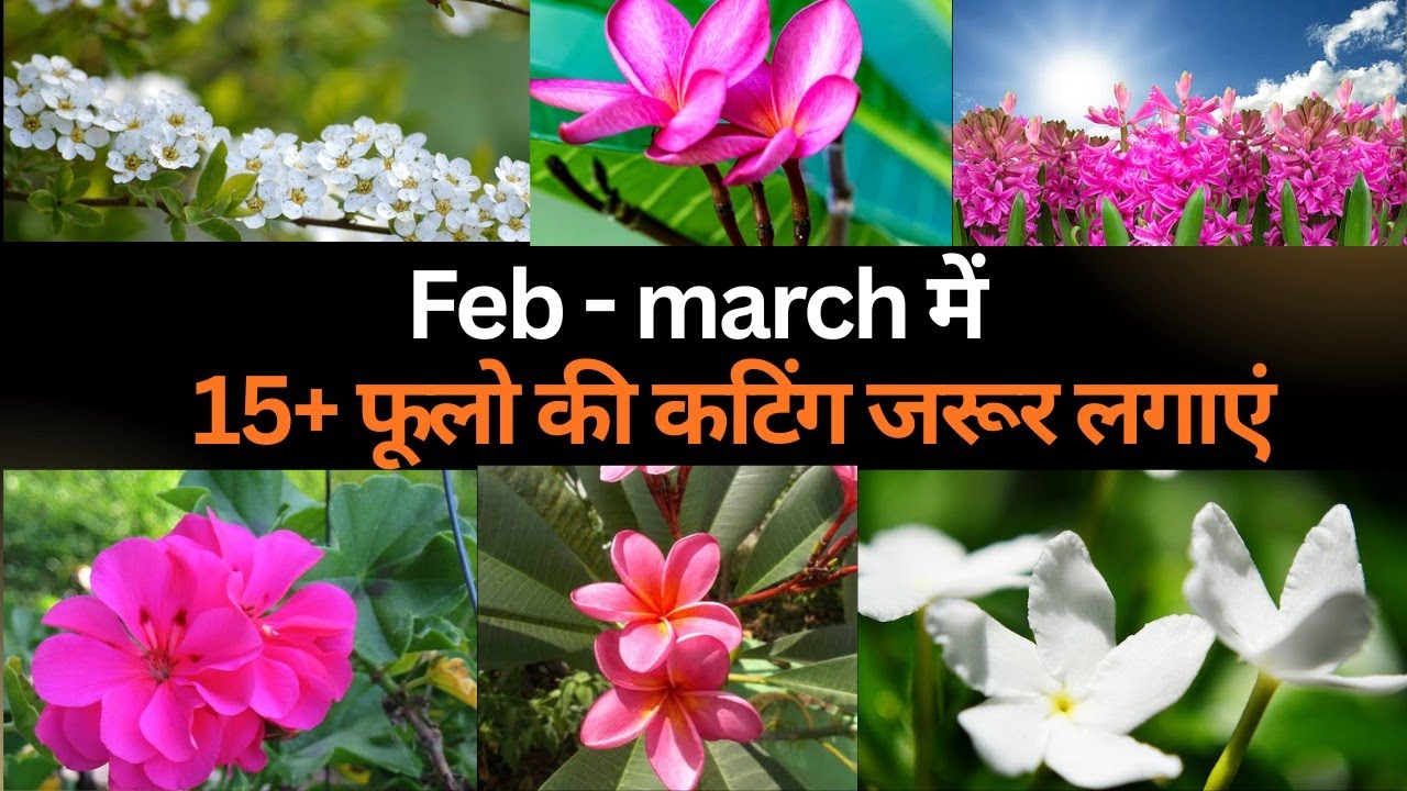 Feb March me lgaye ye khubsurat flowers ki cutting!! Garden ko de awesome look