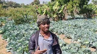 Cabbage Farming In Nigeria