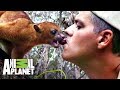 Una martucha y Frank comparten fruta | Wild Frank en México | Animal Planet
