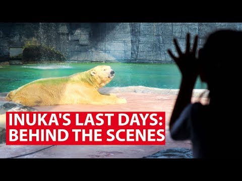 Inuka's Last Days: Behind The Scenes With Singapore's Last Polar Bear | Talking Point | CNA Insider