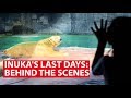 Les derniers jours dinuka  dans les coulisses du dernier ours polaire de singapour  point de discussion  insider de laiic