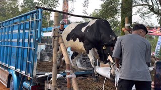 SAPI MONSTER SETIA FARM DATANG, bawa sapi unik 🔥