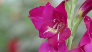 Inside Pheasant Acre Plants | Master Growers | The RHS