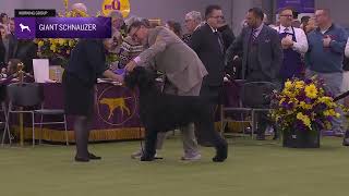 Giant Schnauzers | Breed Judging 2026