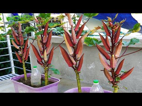 From Trash To Treasure Plastic Containers Become Fruitful Okra Gardens
