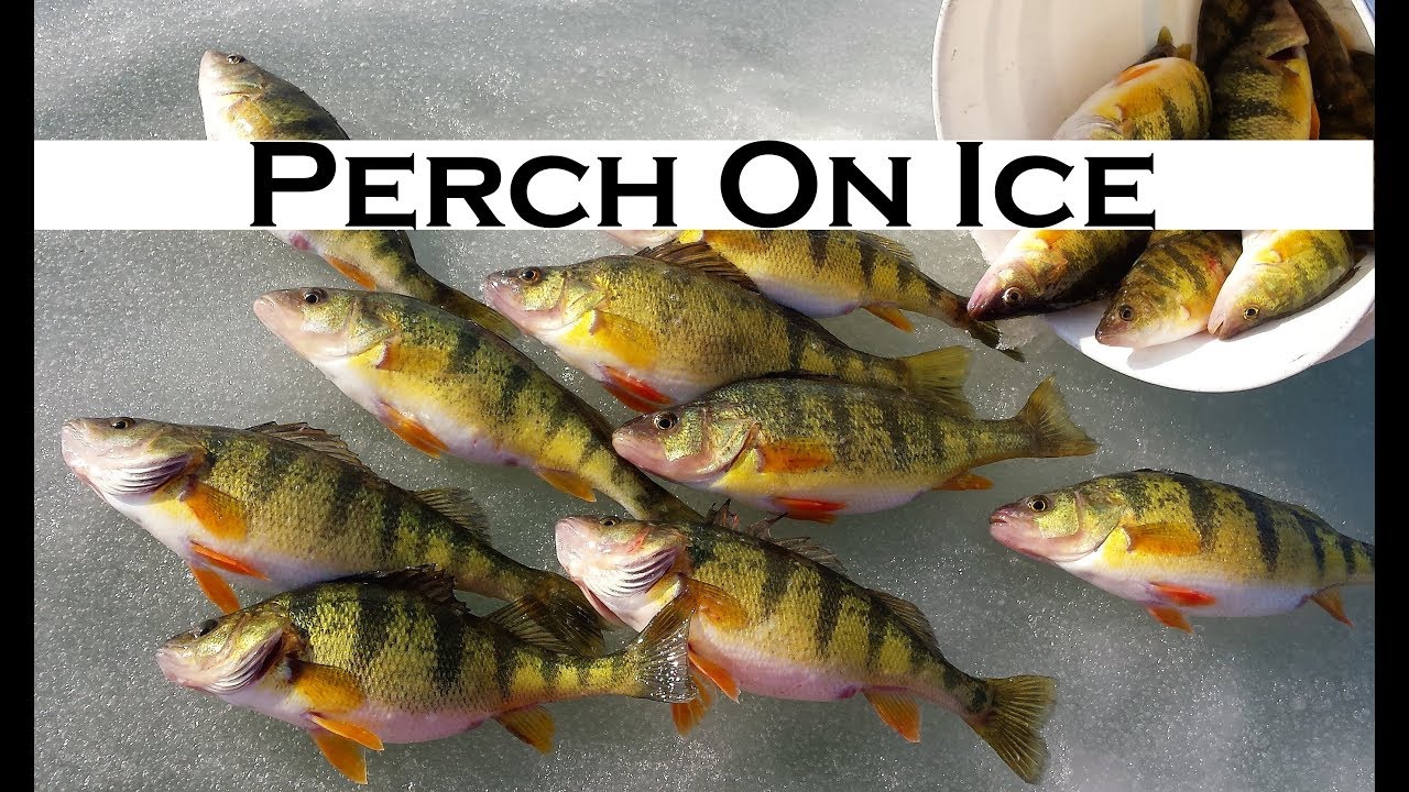 Perch on Ice - Lake St Clair