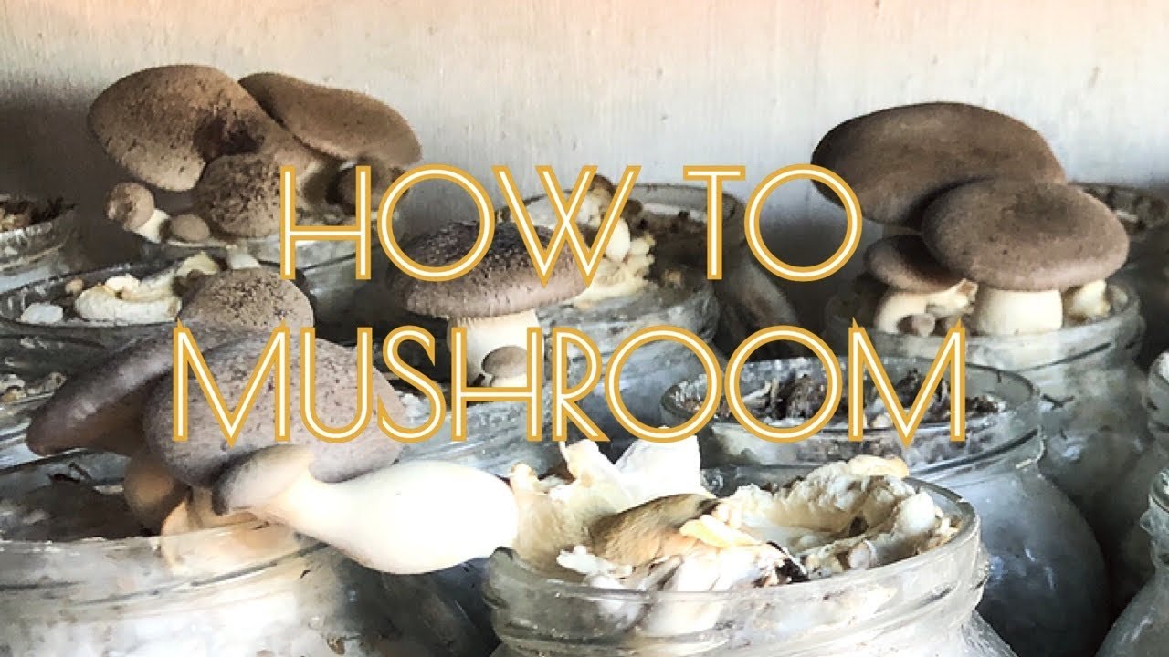 A Mushroom Designer in Rabat, Morocco Mycology The Meridian Expedition YouTube