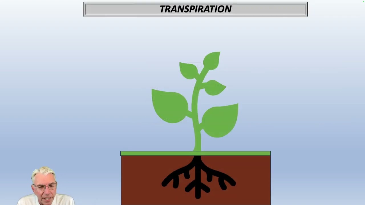 Evapotranspiration