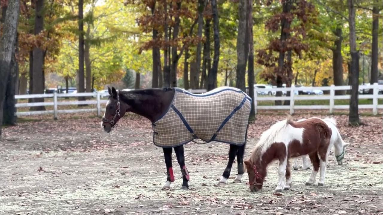 天皇賞秋2022 イクイノックスのひいおばあちゃんウインドインハーヘア2022年10月30日ノーザンホースパーク YouTube 天皇賞秋2022 イクイノックスのひいおばあちゃんウインドインハーヘア2022年10月30日ノーザンホースパーク YouTube