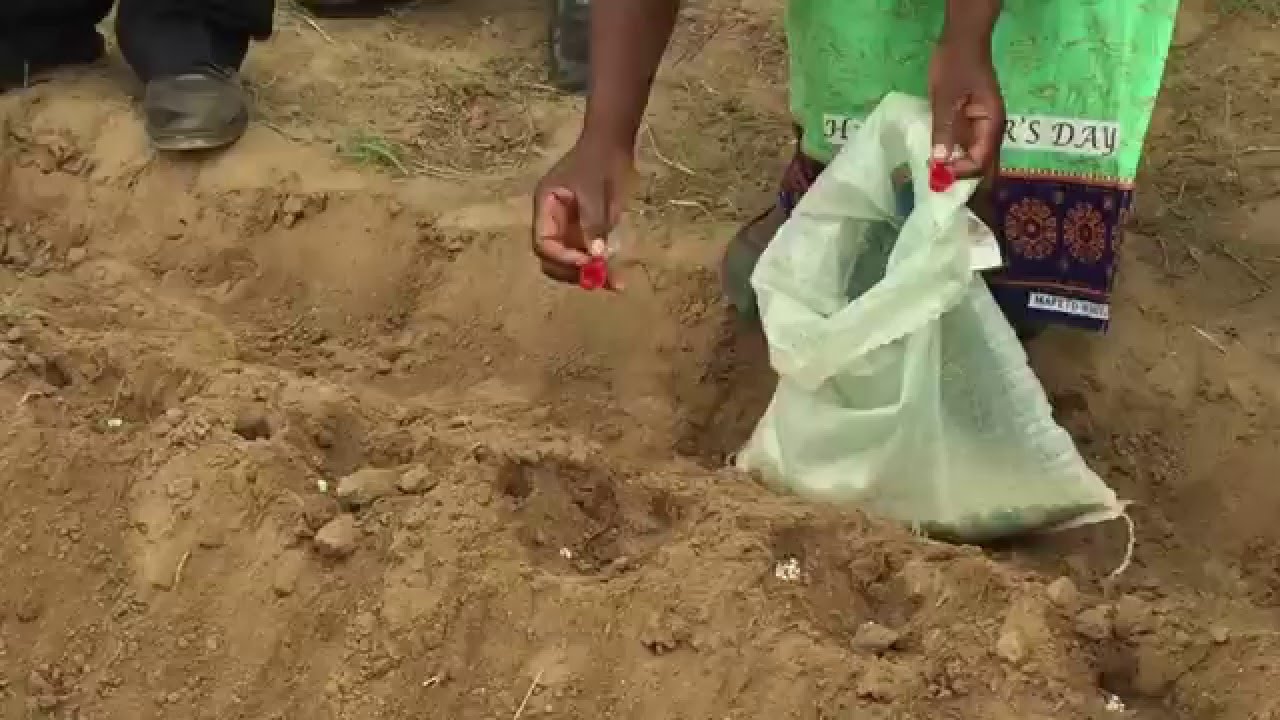 Farmers following maize planting training, Malawi YouTube