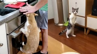 Gatos engraçados ✪ Compilação de vídeos de gatos fofos e bebês