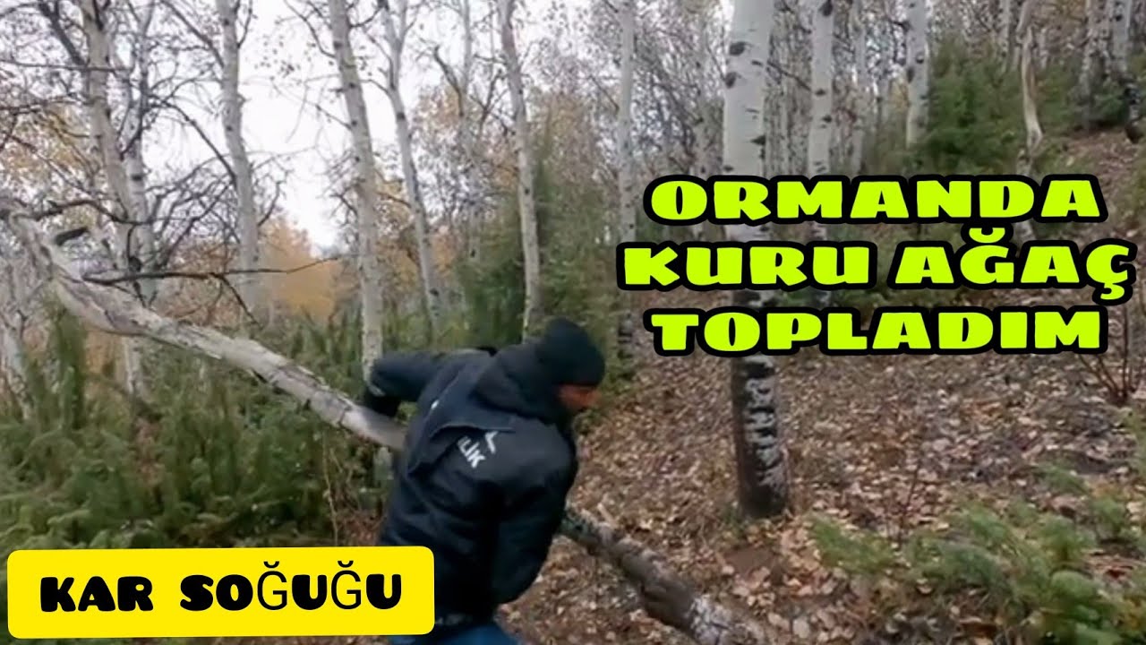 YOĞUN YAĞMURDAN SONRA KAR SOĞUĞU VURDU--SARIKAMIŞ ORMANLARINDA KURU AĞAÇ ARIYORUM(13.gün)