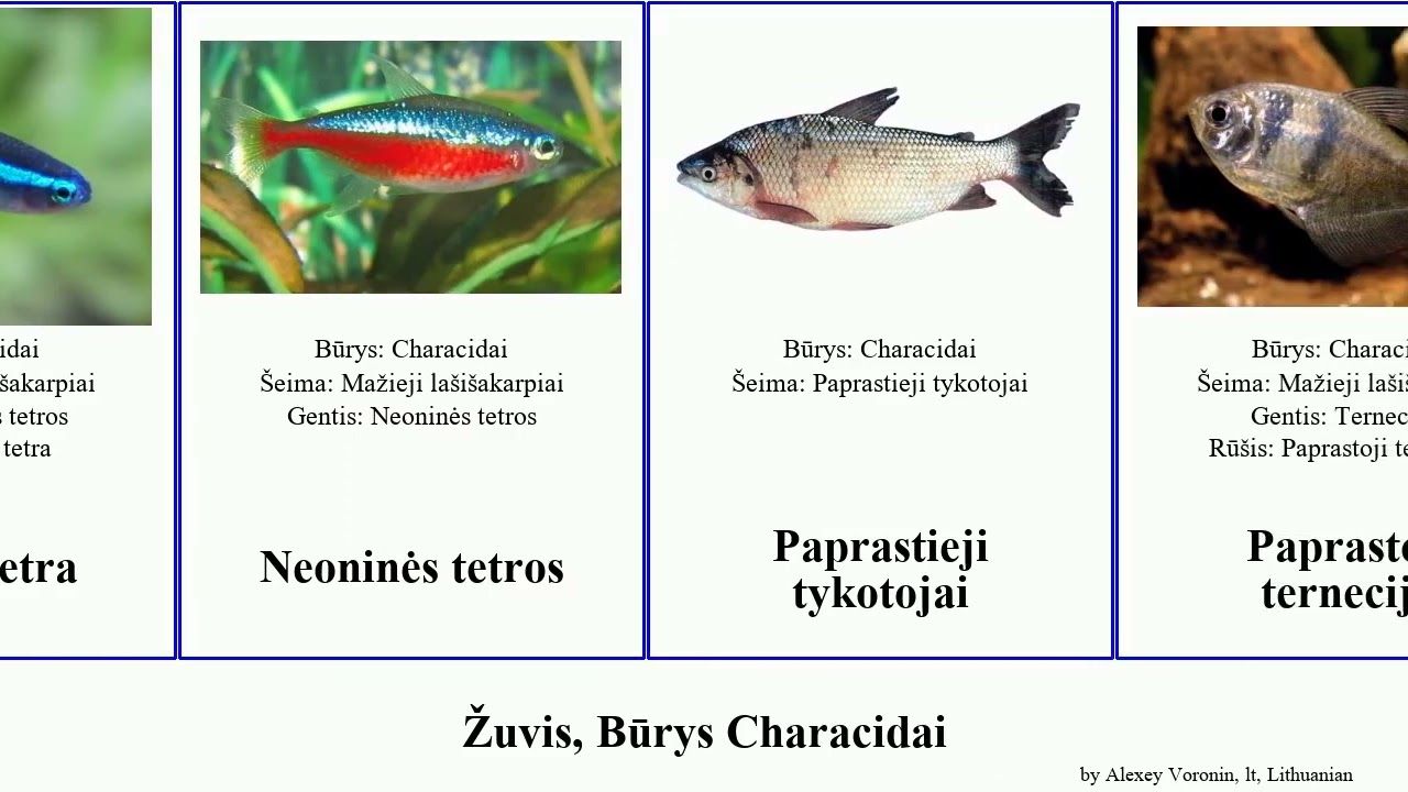 Žuvis, Būrys Characidai tetros lašišakarpiai fish tetra neonas tykotojai Afrikinės Mažieji Hulu