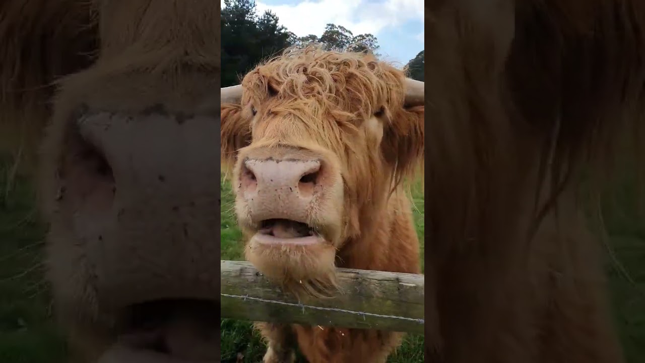 Sunny and Rocco Taste Watermelon for the First Time | Adorable Reactions!