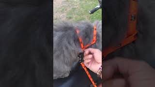 #cat #cute #kitten #animals #funny #edukidstv #baalgeet #catfunny #love #catsounds #cutecat