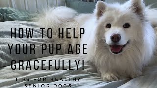 How to Help Your Pup Age Gracefully | Tips for Healthy Senior Dogs | Samoyed by Kait 1,922 views 4 years ago 14 minutes, 57 seconds