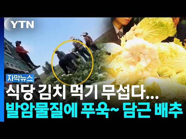 담배·침에 이어 발암물질?...중국산 배추 폭로에 식약처 '비상' [자막뉴스] / YTN