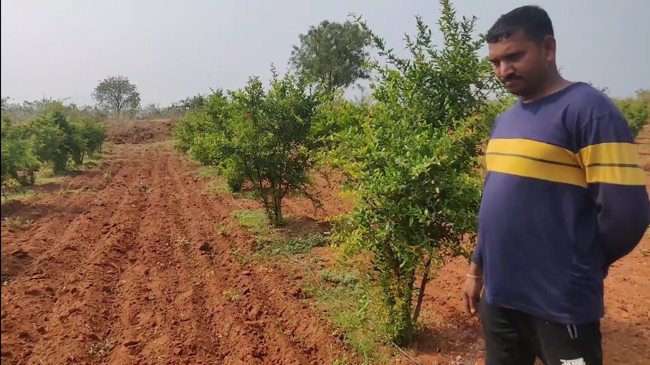 1 st pomegranate crop