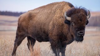 The American Bison  - Preservation Starts in Oklahoma