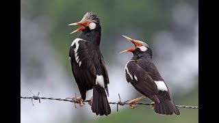 Jalak suren ini PINTAR Pancing Murai Batu AGAR IKUT GACOR dan TAMBAH ISIAN