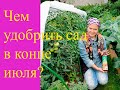 Чем удобрить сад в конце июля?