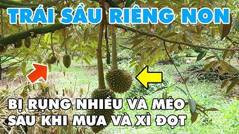Trái Sầu Riêng Non Bị rụng Nhiều Và Méo Sau Khi Mưa Và Xì Đọt | A1TV