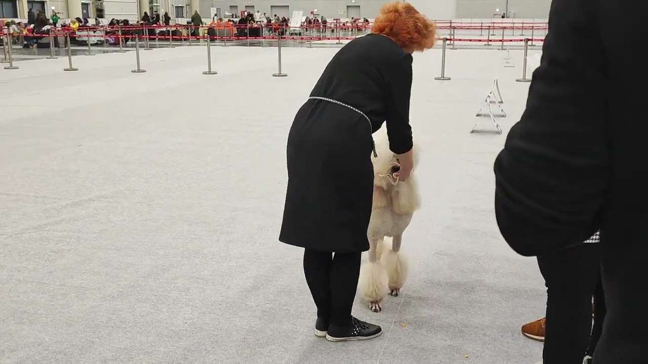 24.12.23.Казань. Сенашенко. Пудели. ч1