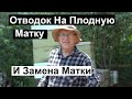 | Пасека #137 Отводок на Плодную Матку и Замена Матки Почему я так Делаю Пчеловодство для начинающих