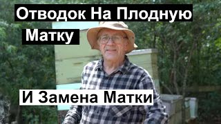 видео: | Пасека #137 Отводок на Плодную Матку и Замена Матки Почему я так Делаю Пчеловодство для начинающих картинка: | Пасека #137 Отводок на Плодную Матку и Замена Матки Почему я так Делаю Пчеловодство для начинающих