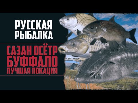 Видео: Рыбалка на ЛУЧШЕЙ ЛОКАЦИИ | Буффало, Осётр Сазан | р. Ахтуба 🔴 Русская Рыбалка 4