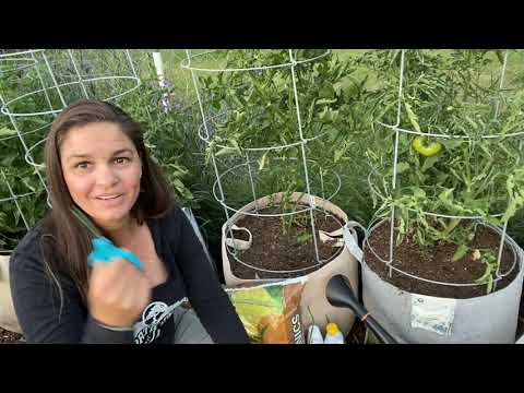 Important Tips for Mid-Season Tomato Care