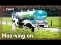 Fonterra ditches some of its best known brands  1news