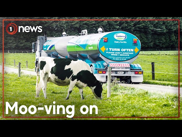 Fonterra ditches some of its best known brands | 1News class=