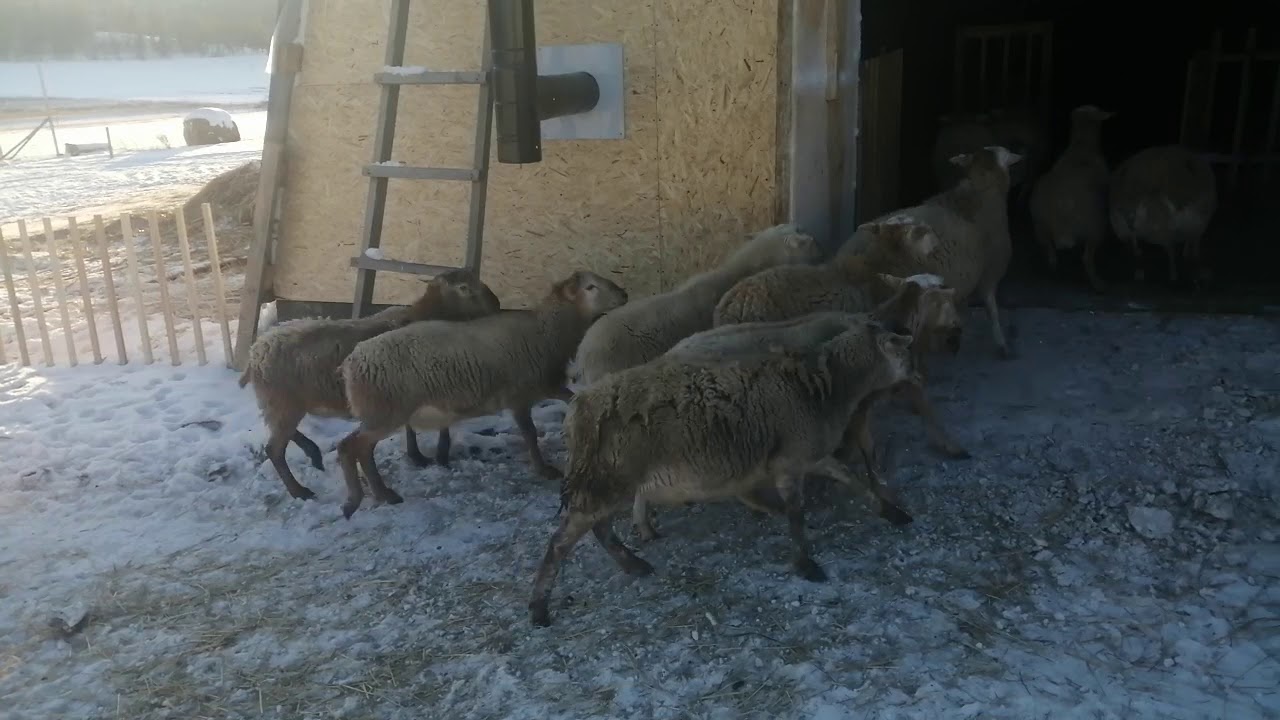 Катумские Овцы Цена Где Купить