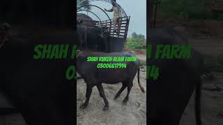 SHAH RUKEN E ALAM BUFFALLO FARM TTS 03006617914