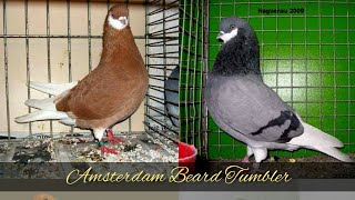 سلسة انواع الطيور  smooth pigeons species24 -  طائر أمستردام الملتحي Amsterdam Beard Tumbler