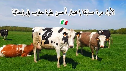 احسن االابقارف العيام