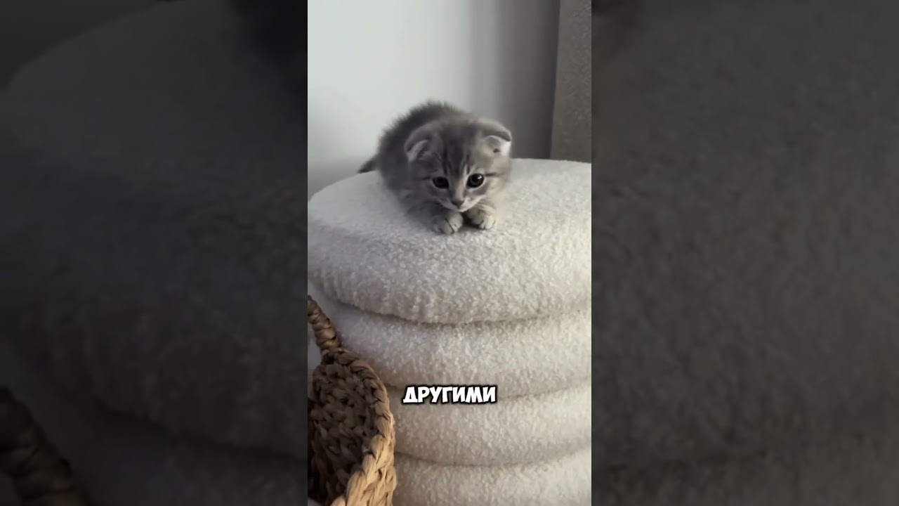 Стоит ли покупать шотландскую кошку!? #facts #шотландскиевислоухиекотики #шотландскаякошка #котики