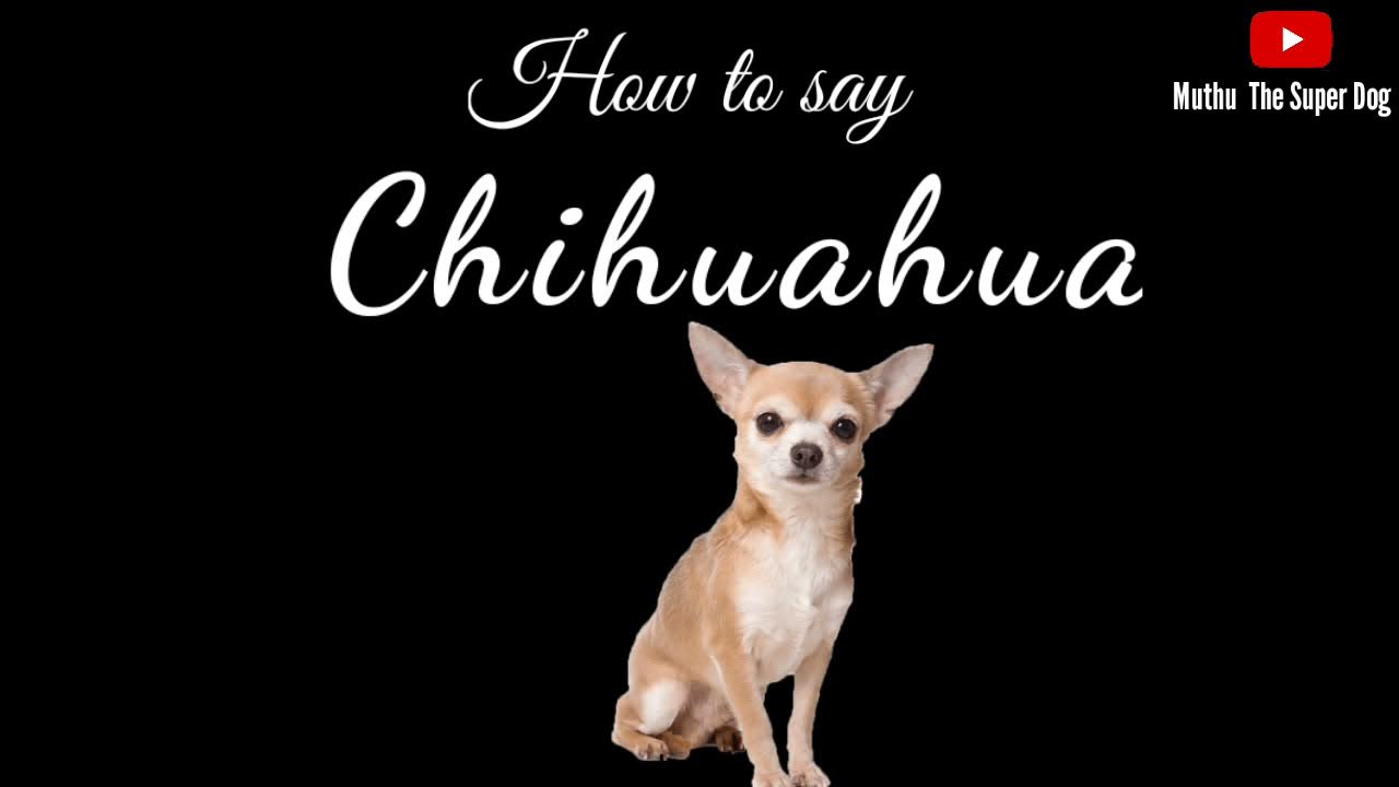 How to pronounce Chihuahua Dog Breed Names YouTube