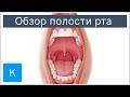 Обзор полости рта - Анатомия человека | Kenhub